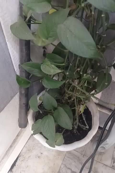 دو عدد گل پتوس|گل و گیاه طبیعی|تهران, شهرک رضویه|دیوار