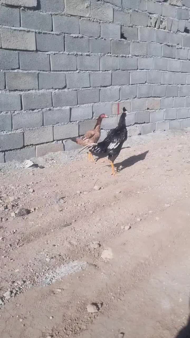 شامو|حیوانات مزرعه|نظرآباد, شهرک سید جمال الدین|دیوار