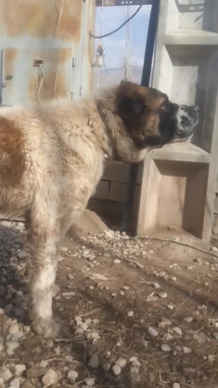 الابای نگهبان|سگ|خرم‌آباد, |دیوار