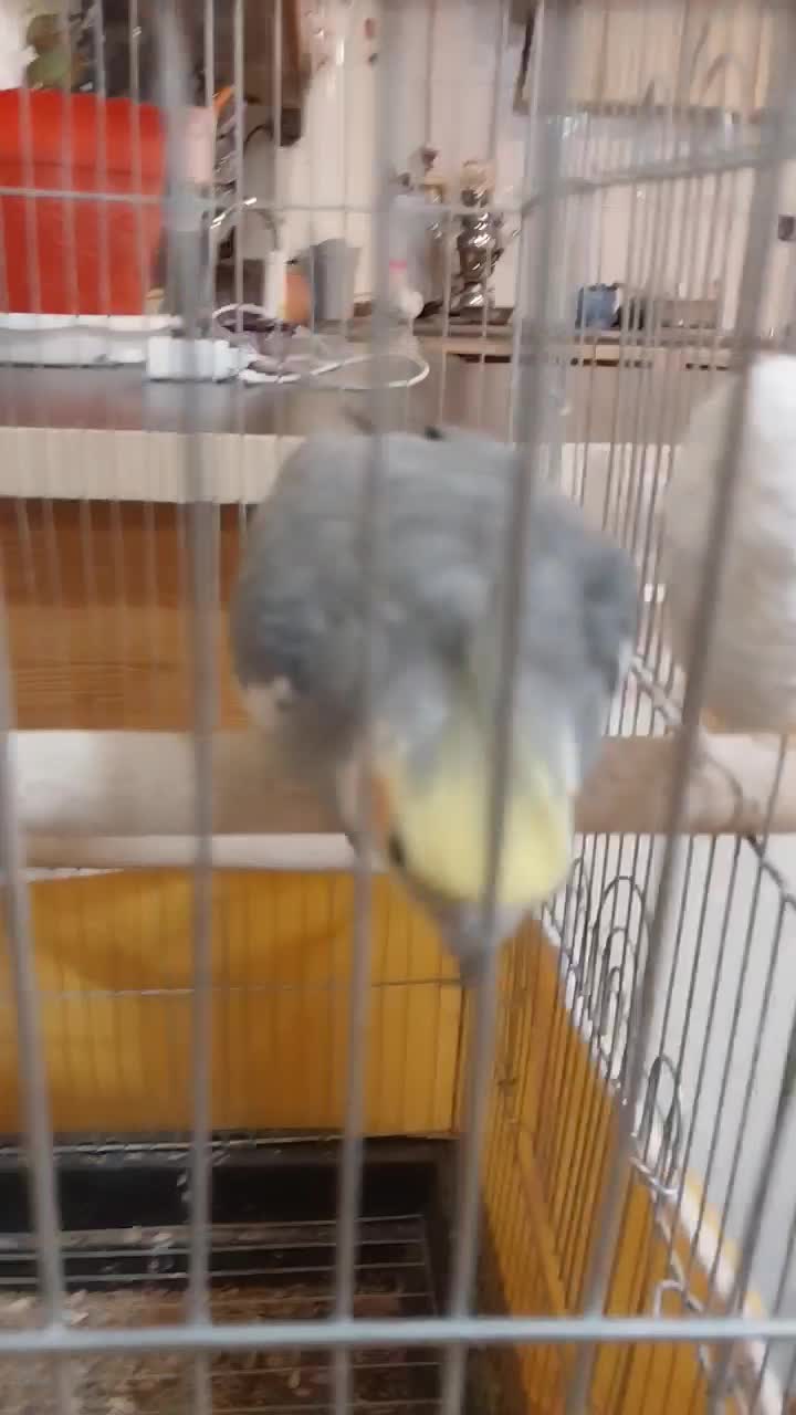 عروس هلندی سخنگو و دستی همراه با قفس و وسایل|پرنده|پیر بکران, |دیوار