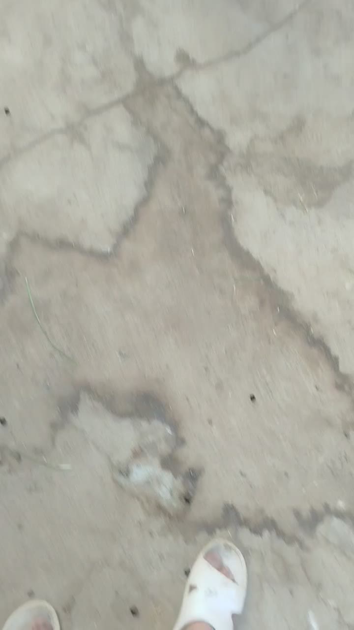 بزکامورایی دوقلوزا|حیوانات مزرعه|برخوار, |دیوار