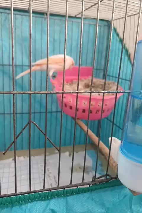 جفت قناری موزاییکی اورجینال باتخم|پرنده|تهران, جوادیه تهرانپارس|دیوار