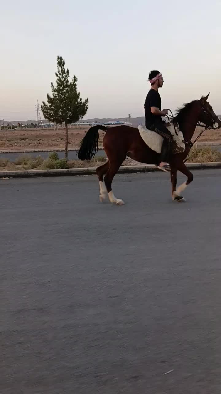 کره مادیون درشوری|اسب و تجهیزات اسبسواری|زرندیه, |دیوار