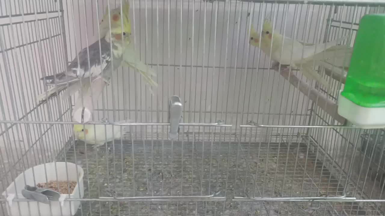 چند جفت عروس هلندی|پرنده|فارسان, |دیوار