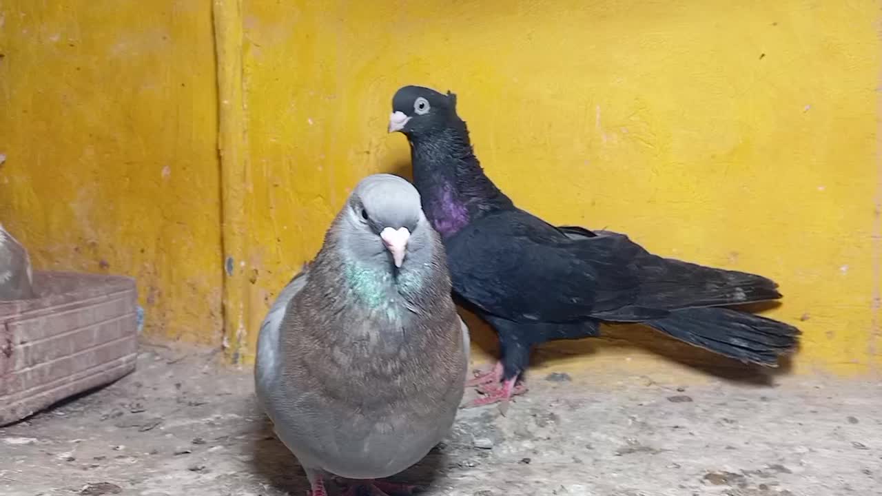 صرب|پرنده|خورموج, |دیوار