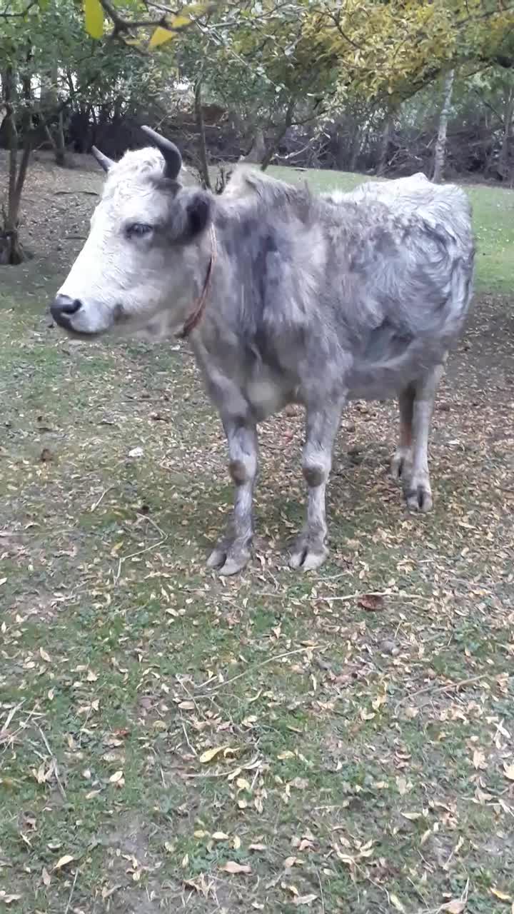 گاو شکم دار|حیوانات مزرعه|رضوانشهر, |دیوار