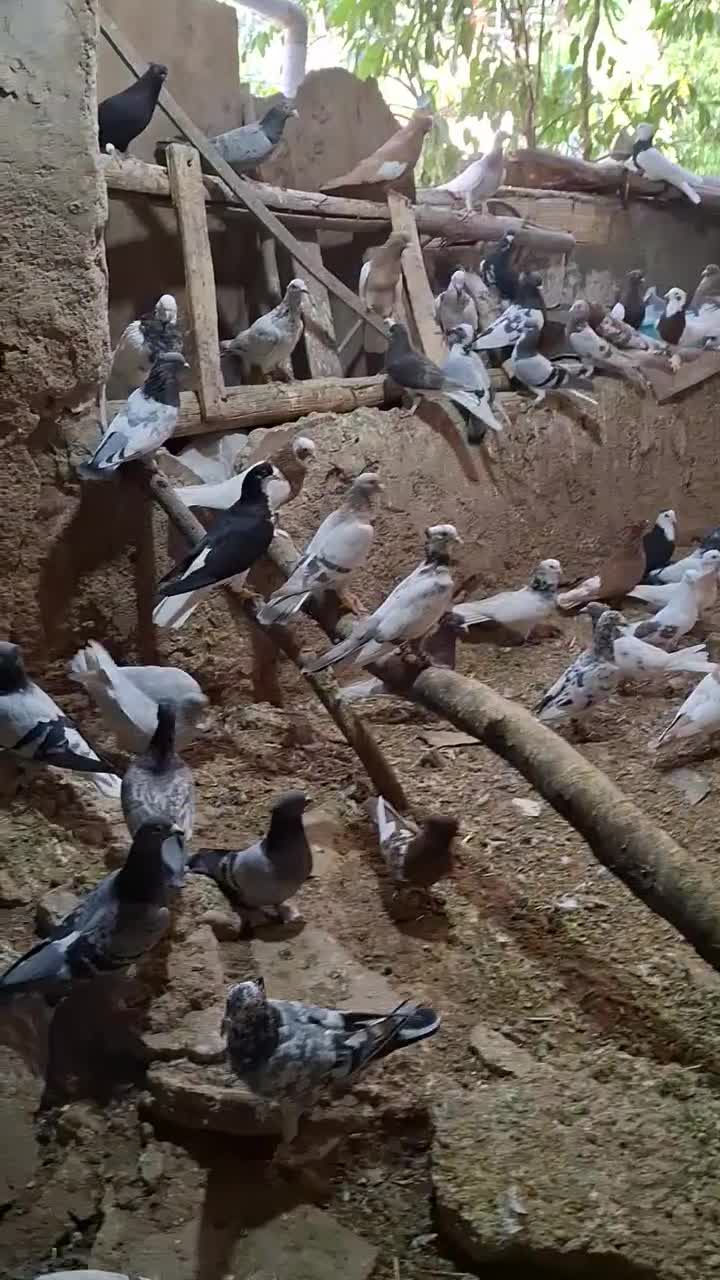 سه تا دسته کبوتر همه مدل|پرنده|شیراز, میرزاکوچک خان|دیوار