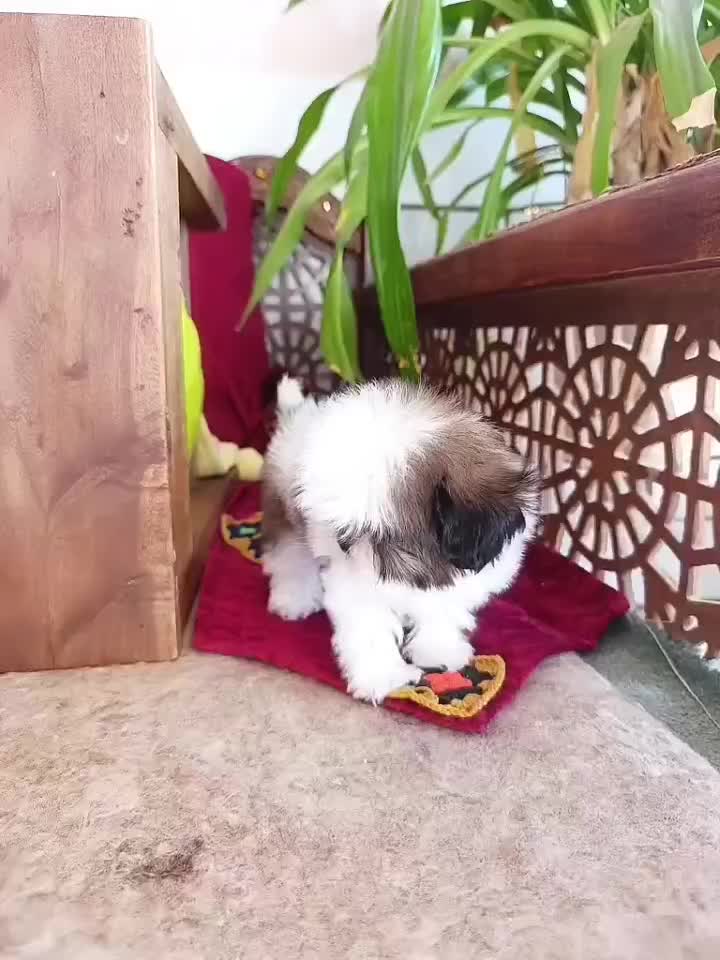 سگ شیتزو سوپر فلت|سگ|شاهین‌شهر, شیخ بهایی|دیوار