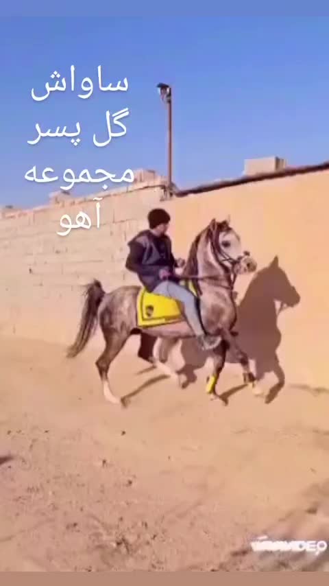 نریان|اسب و تجهیزات اسب‌سواری|زیباشهر, |دیوار