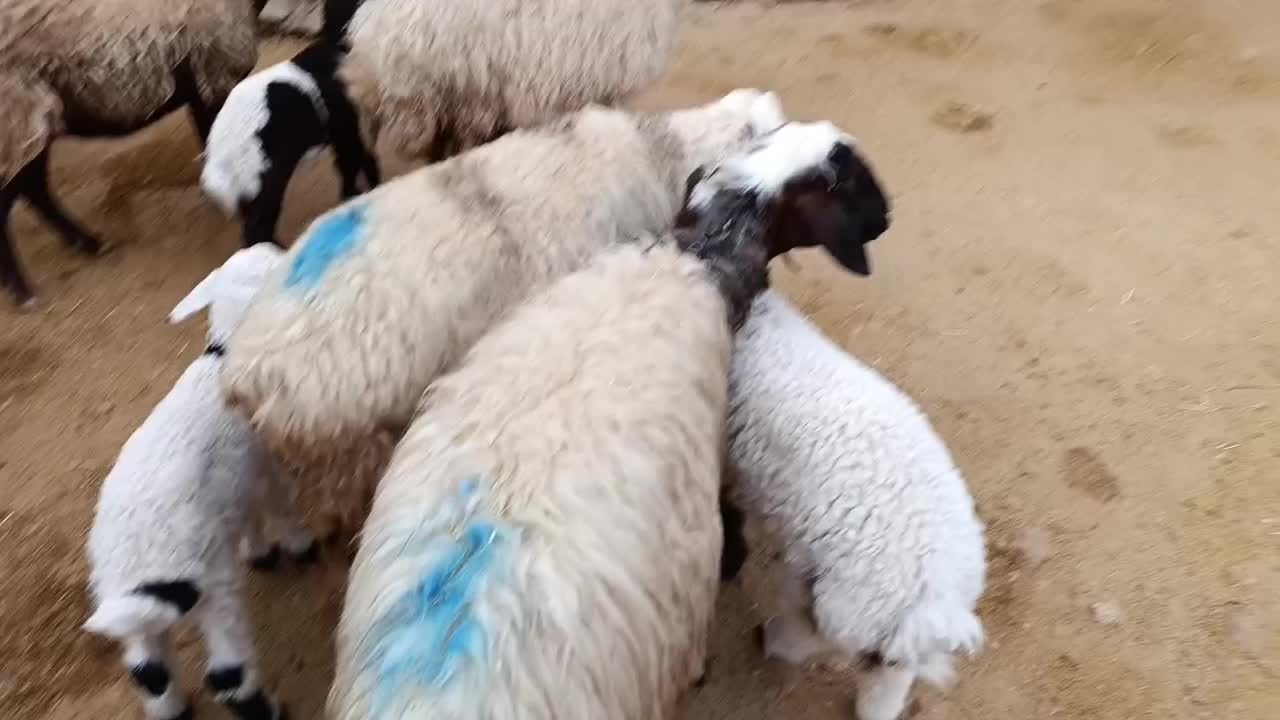 میش با بره|حیوانات مزرعه|اندیمشک, |دیوار