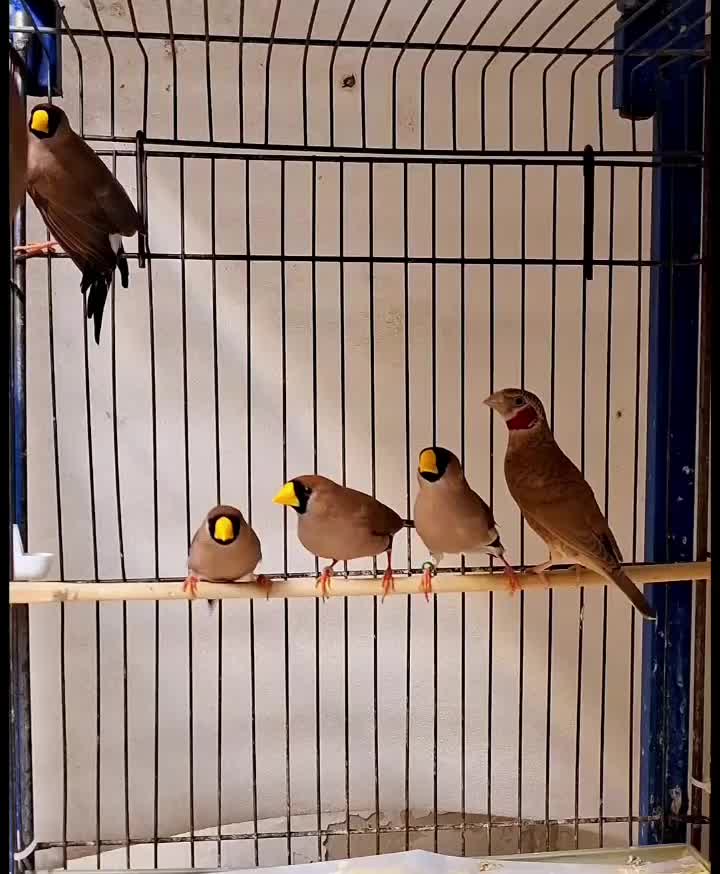 فنچ طوطیوار ، گلو بریده ، ماسکت ، پارسون|پرنده|تهران, صادقیه|دیوار