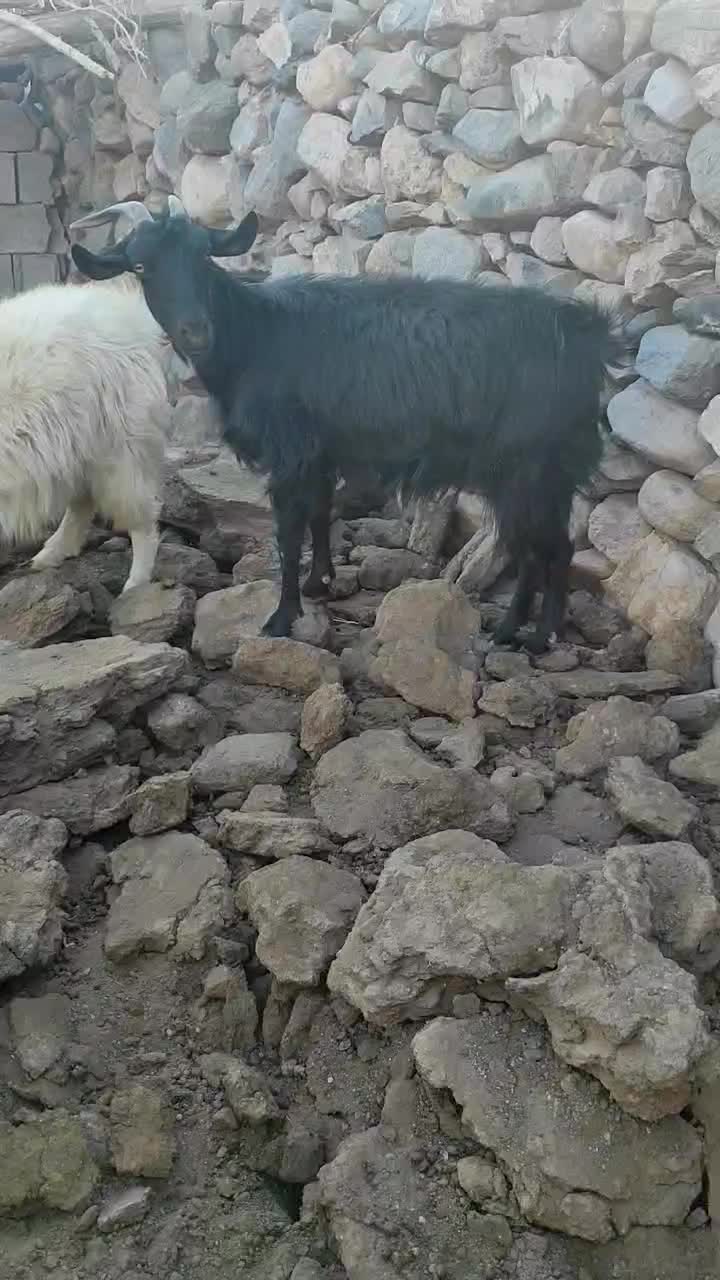 بز .کره .دم قسط چکی|حیوانات مزرعه|کرمان, |دیوار