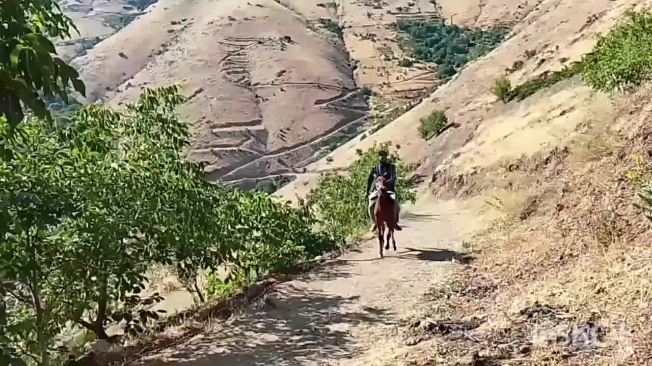 اسب|اسب و تجهیزات اسب‌سواری|سنندج, |دیوار