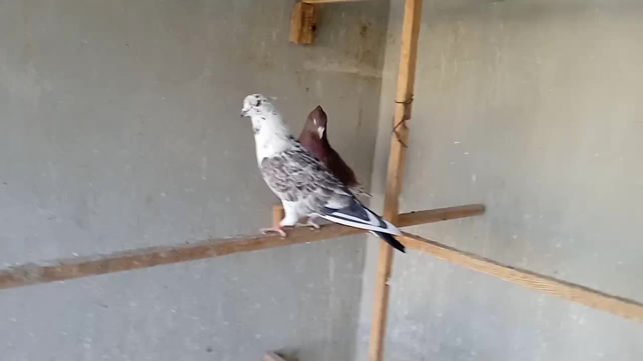 کبوتر پرشی|پرنده|فردیس, نسترن شرقی|دیوار