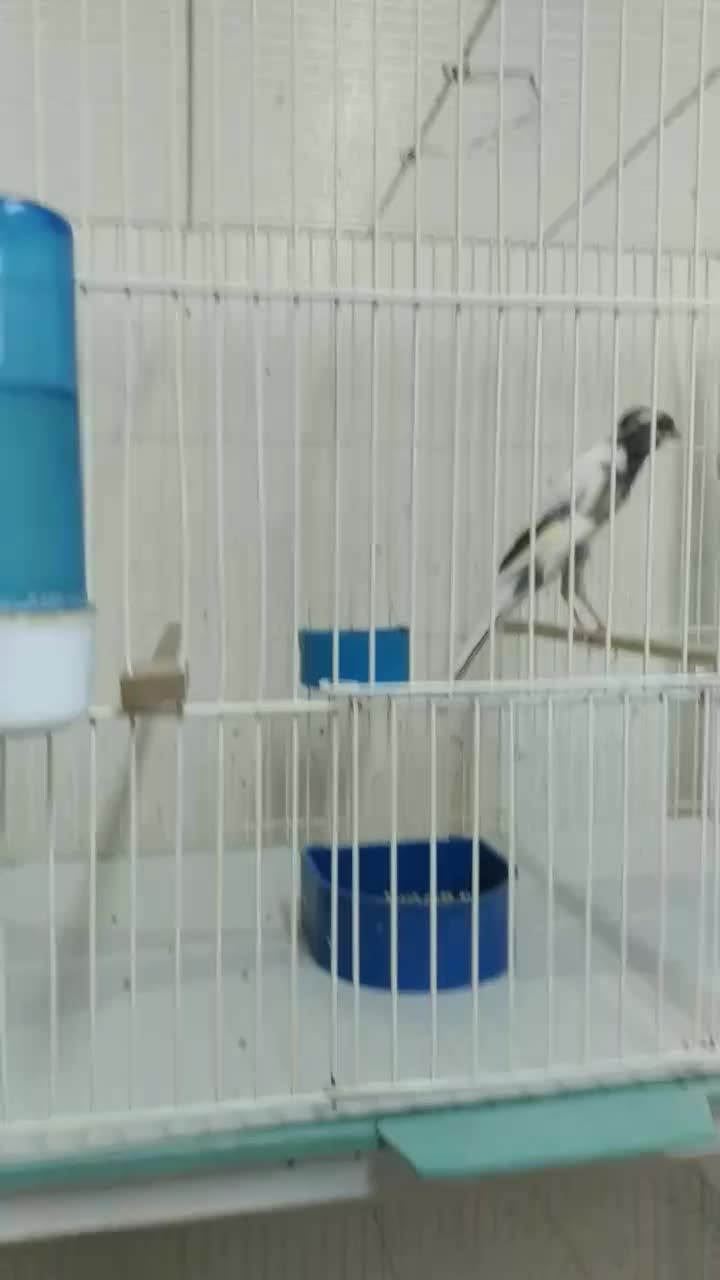 قناری بلند،سرخ برفکی هلندی،سوخته سرخ|پرنده|مشهد, امام خمینی|دیوار