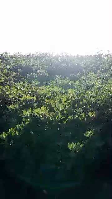 پایه بلندترین بذر اصلاح شده و پرتناژ|خدمات باغبانی و درختکاری|کازرون, |دیوار