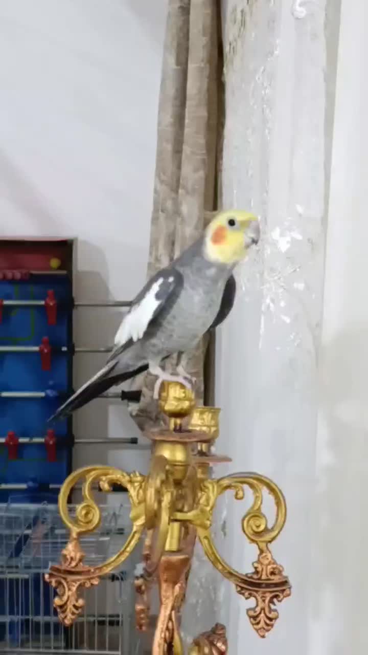 عروس هلندی جفت|پرنده|هشتگرد, تهران دشت|دیوار