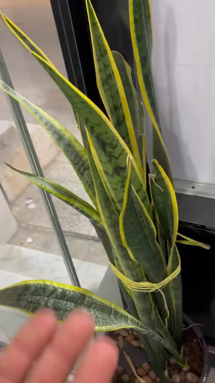 گردنبند نقره دستساز|جواهرات|سبزوار, پامنار|دیوار