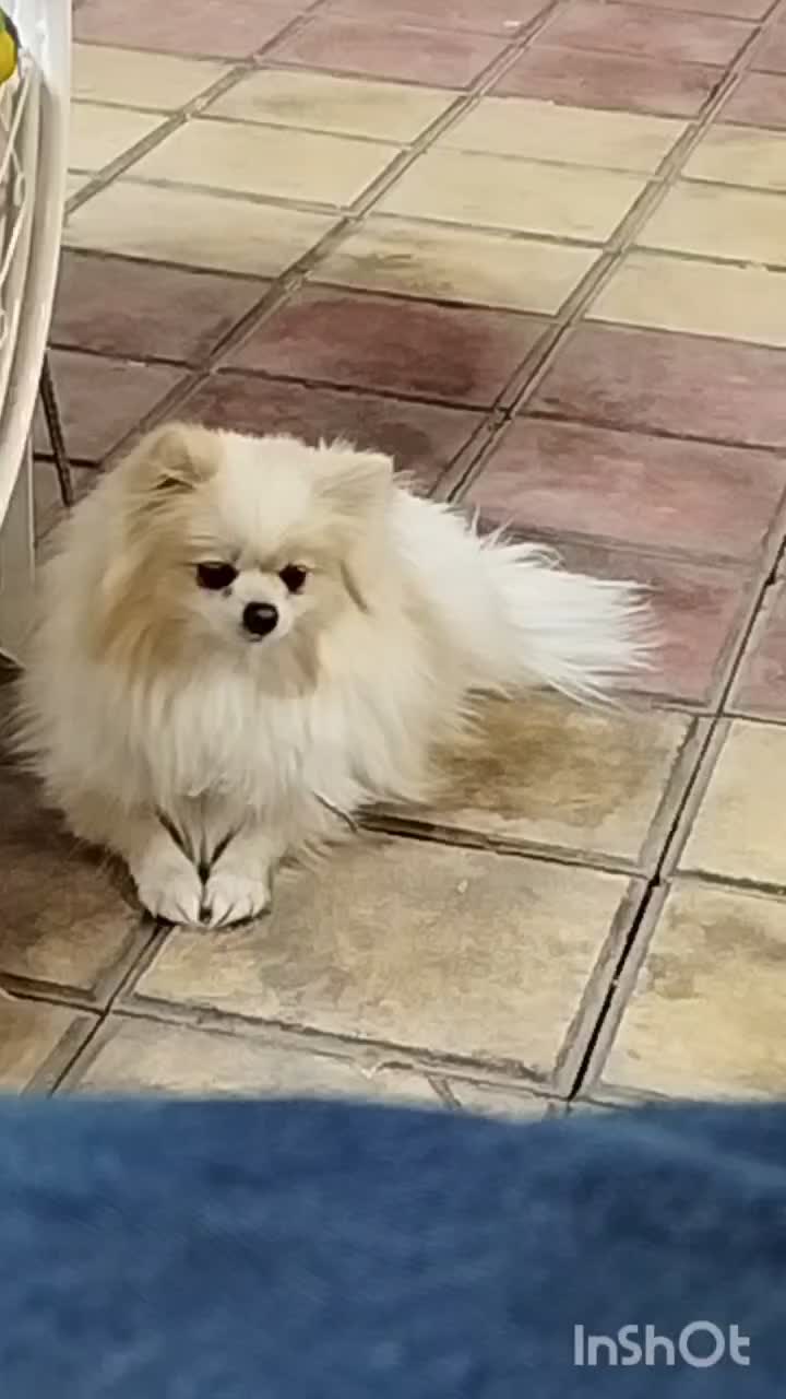 پامر عروسکی  خرسی|سگ|ماهان, |دیوار