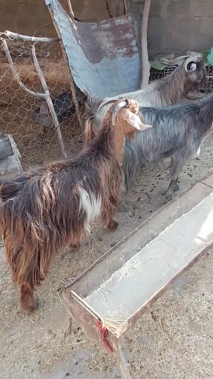 بز جوان آبستن سه ماهه|حیوانات مزرعه|دهدشت, |دیوار