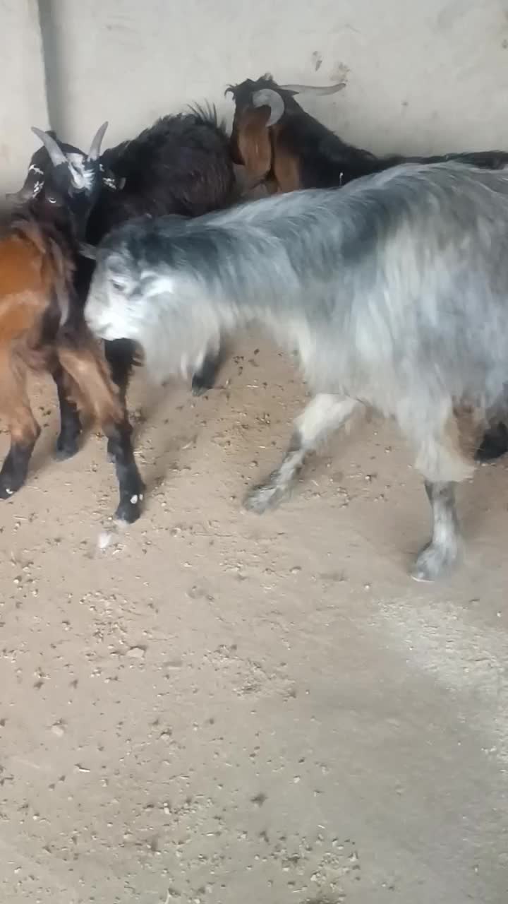 چهار کهره نر چاق چاق|حیوانات مزرعه|برازجان, |دیوار