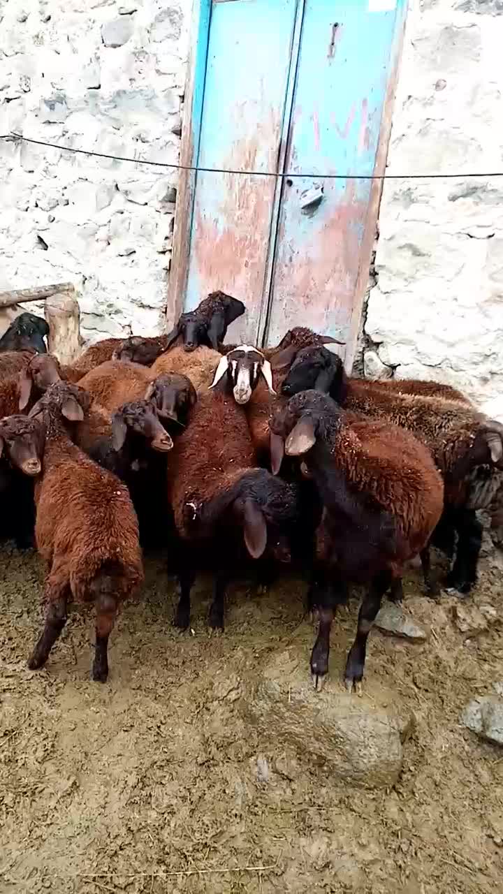 20 راس بره ماده درجه یک|حیوانات مزرعه|صومای برادوست, |دیوار