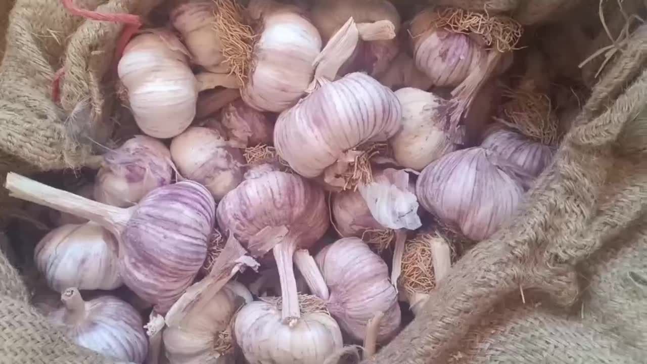 سیر|گل و گیاه طبیعی|شاهین دژ, |دیوار