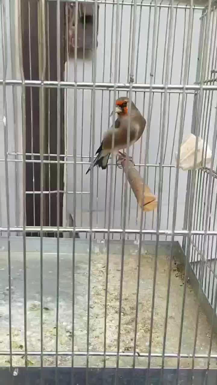 سهره دورگ نر فوقلعاده درشت اندازه گنجشک|پرنده|تبریز, |دیوار