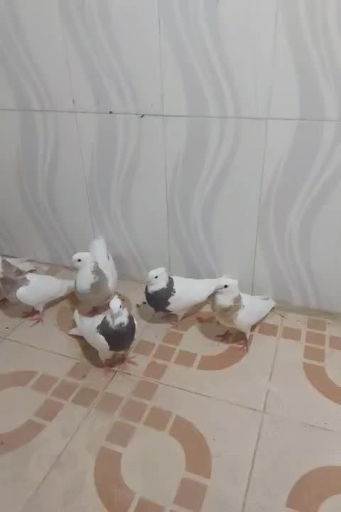 15 تا طوقی|پرنده|بهبهان, |دیوار