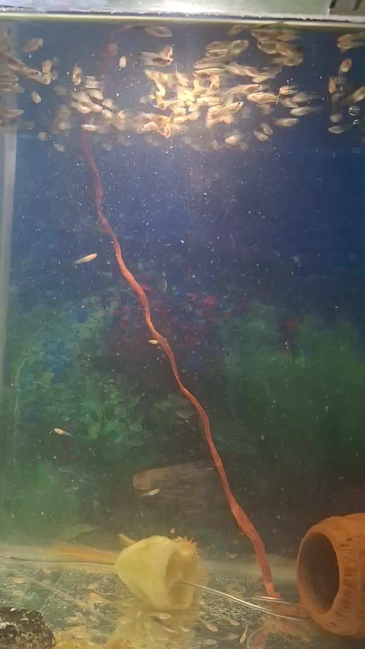 بچه ماهی گوپی|ماهی|سمنان, |دیوار