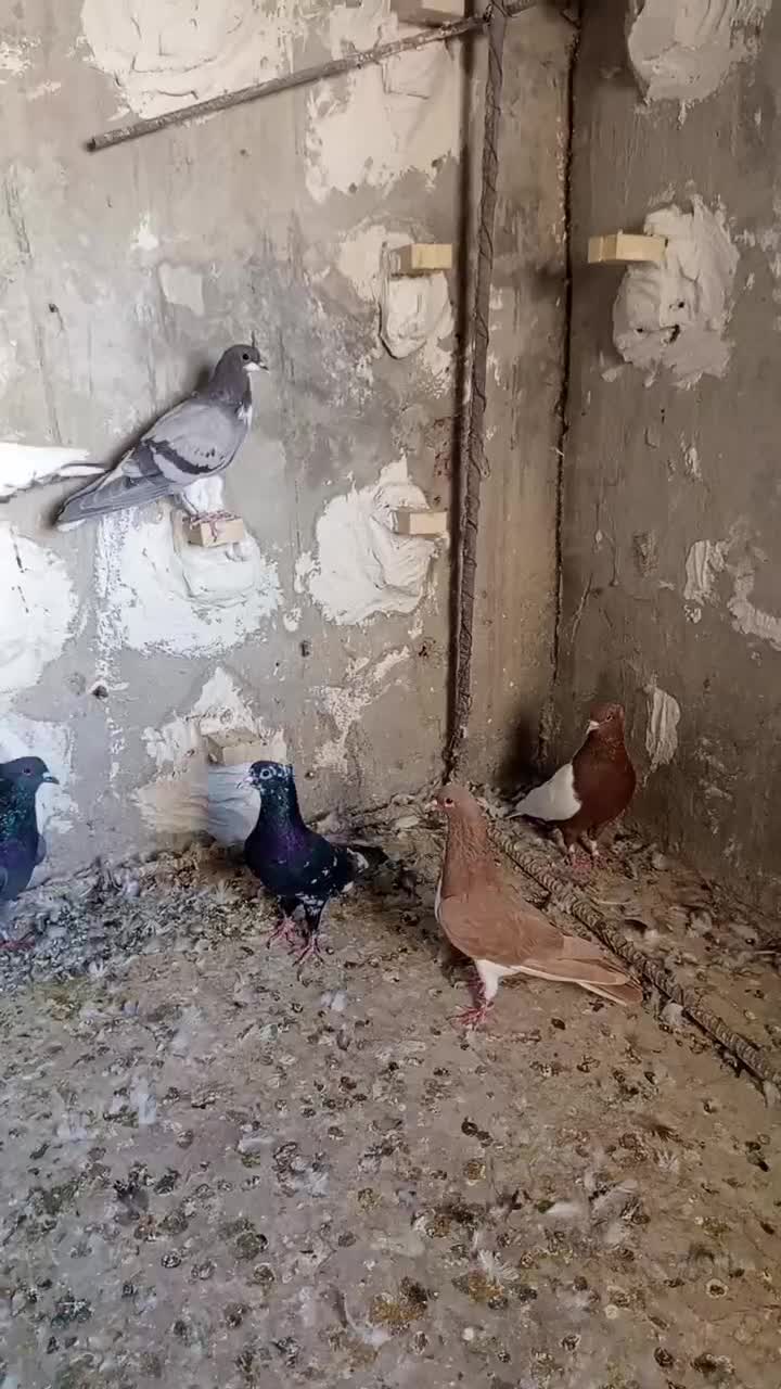 بهبونی و شهری|پرنده|شیراز, کوی زهرا|دیوار
