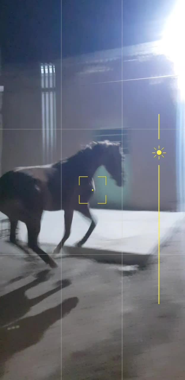 فروش کره اسب دره شور بیست ماهه|حیوانات مزرعه|کاغذکنان, |دیوار