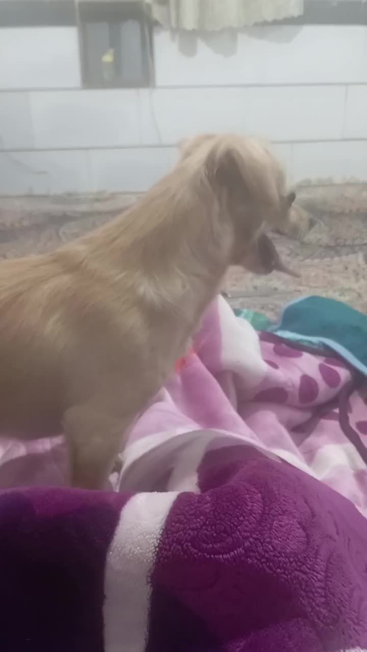 فروش سگ نژاد دار اصل|سگ|بم, |دیوار