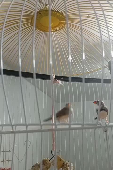 فنچ انگلیسی  بالغ|پرنده|میناب, |دیوار