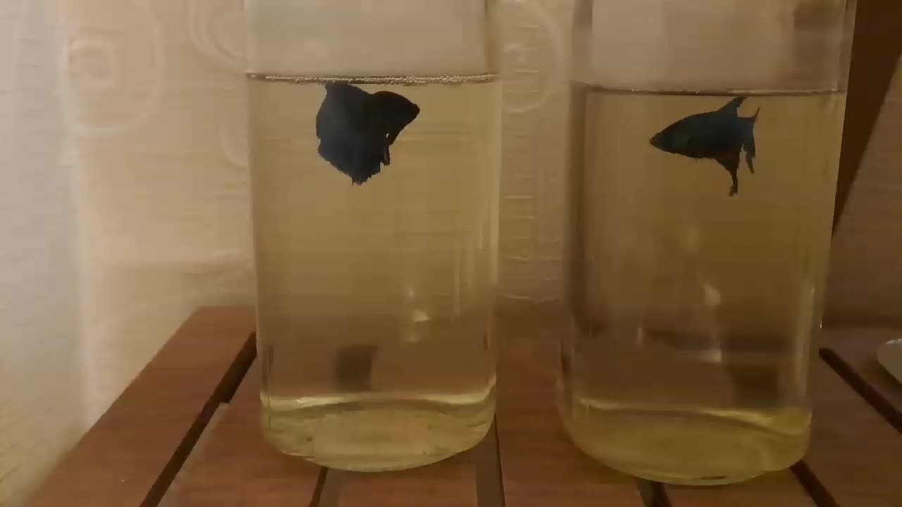 فایتر بیگ ایر دبل تیل سوپر باله|ماهی|ری, دیلمان|دیوار