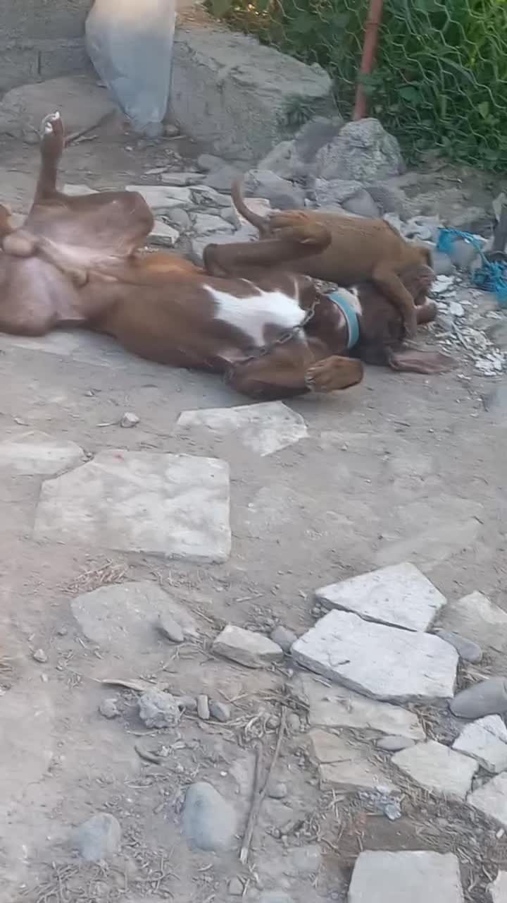 سگ پوینتر|سگ|لنگرود, |دیوار