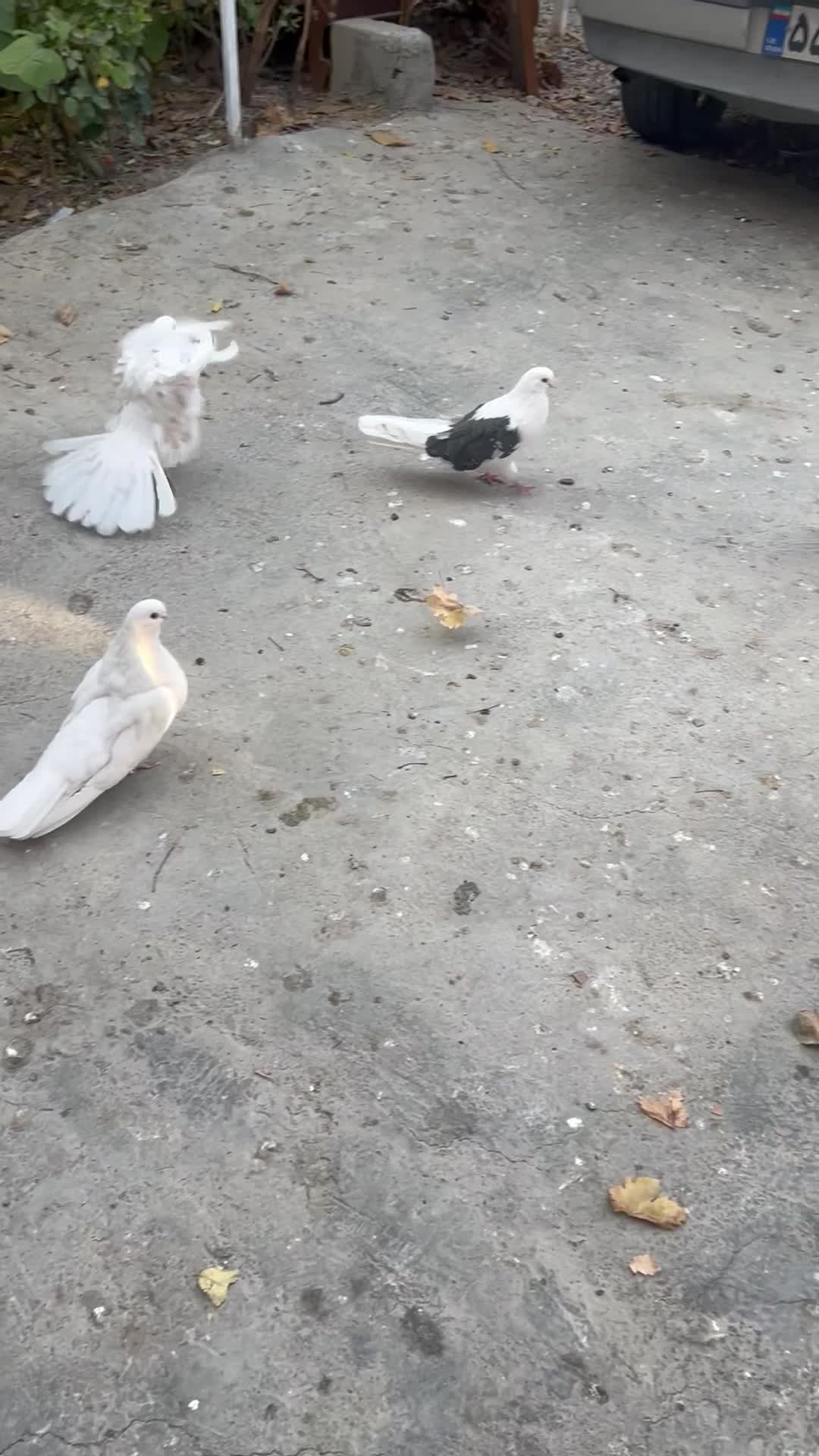 کبوتر نوک ریز|پرنده|وحیدیه, |دیوار