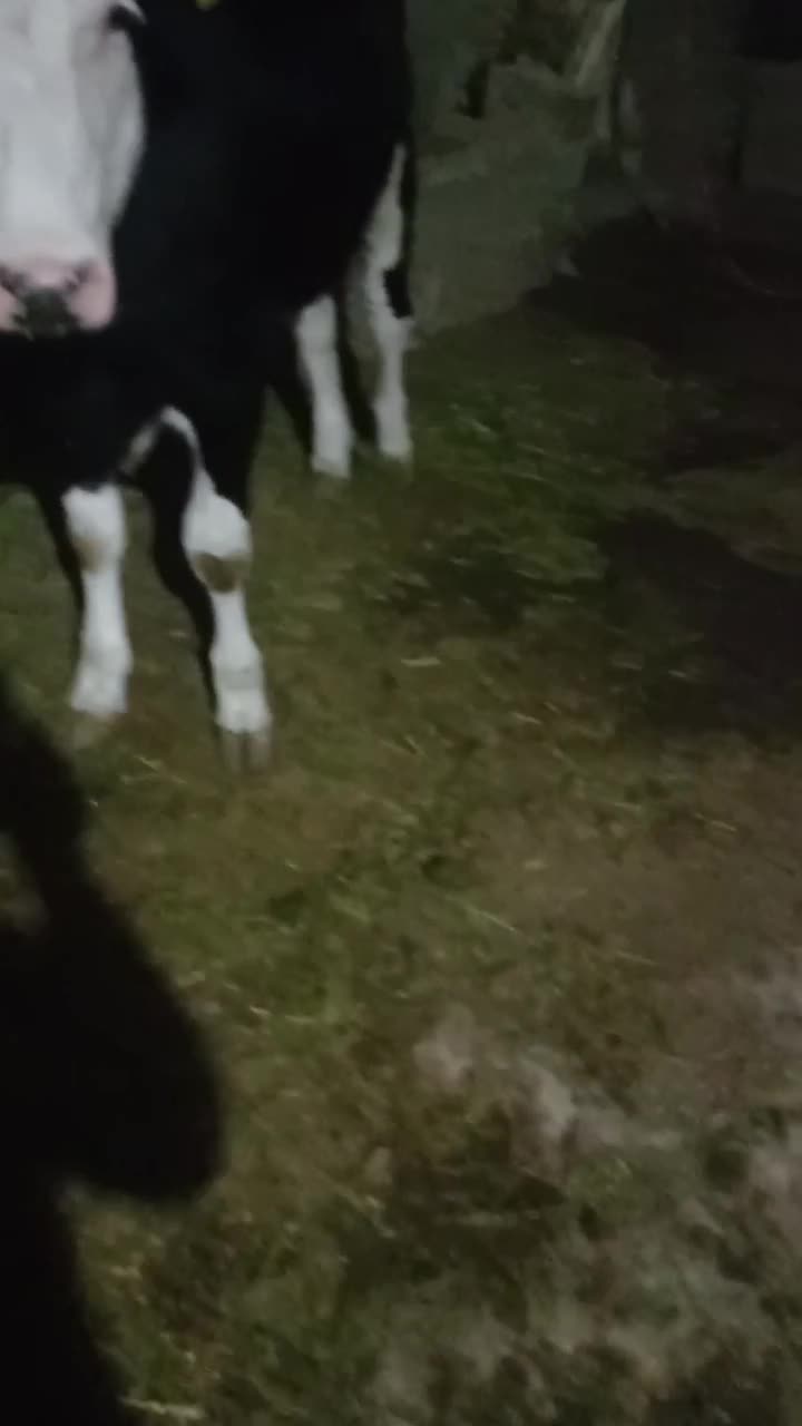 فروش‌‌نقد‌تخفیف‌جزعی‌سرمعامله|حیوانات مزرعه|مهاباد (آذربایجان غربی), |دیوار