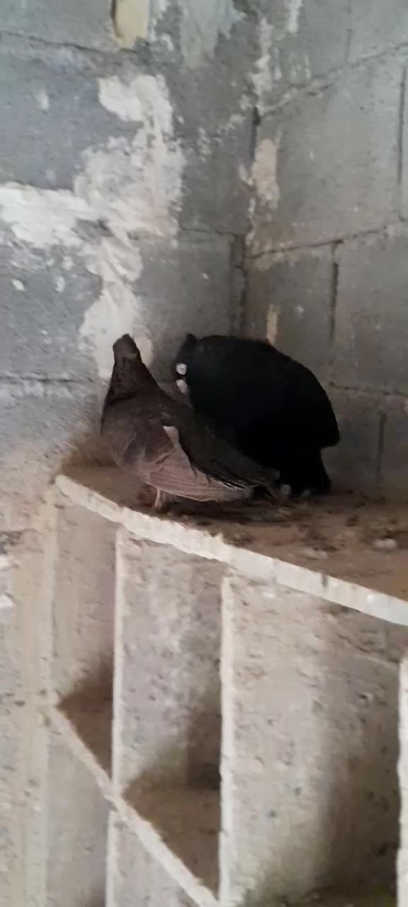 کبوتر|پرنده|شادگان, |دیوار