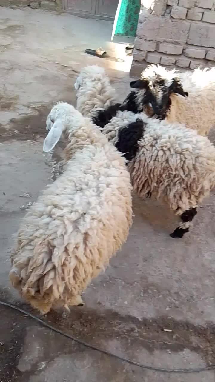 ۳عدد بره نر چاق و چله دونه11|حیوانات مزرعه|زابل, |دیوار