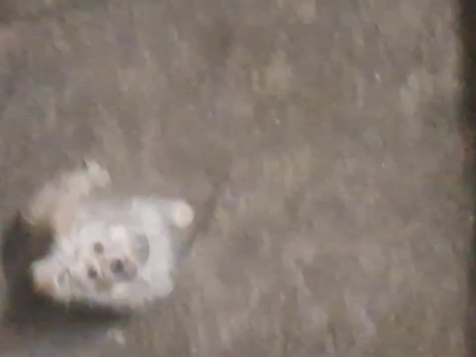 سگ پاپی|سگ|اصفهان, بهارستان|دیوار