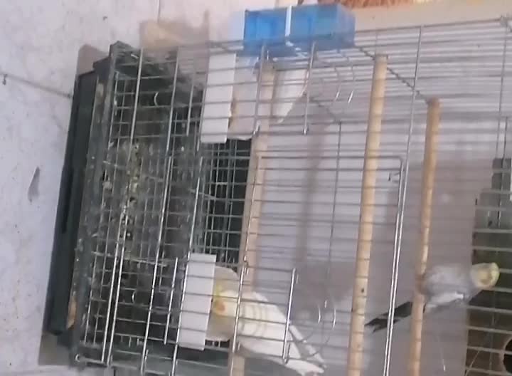 یک جف عروس هلندی مولد|پرنده|تهران, آهنگران (سراسیاب دولاب)|دیوار