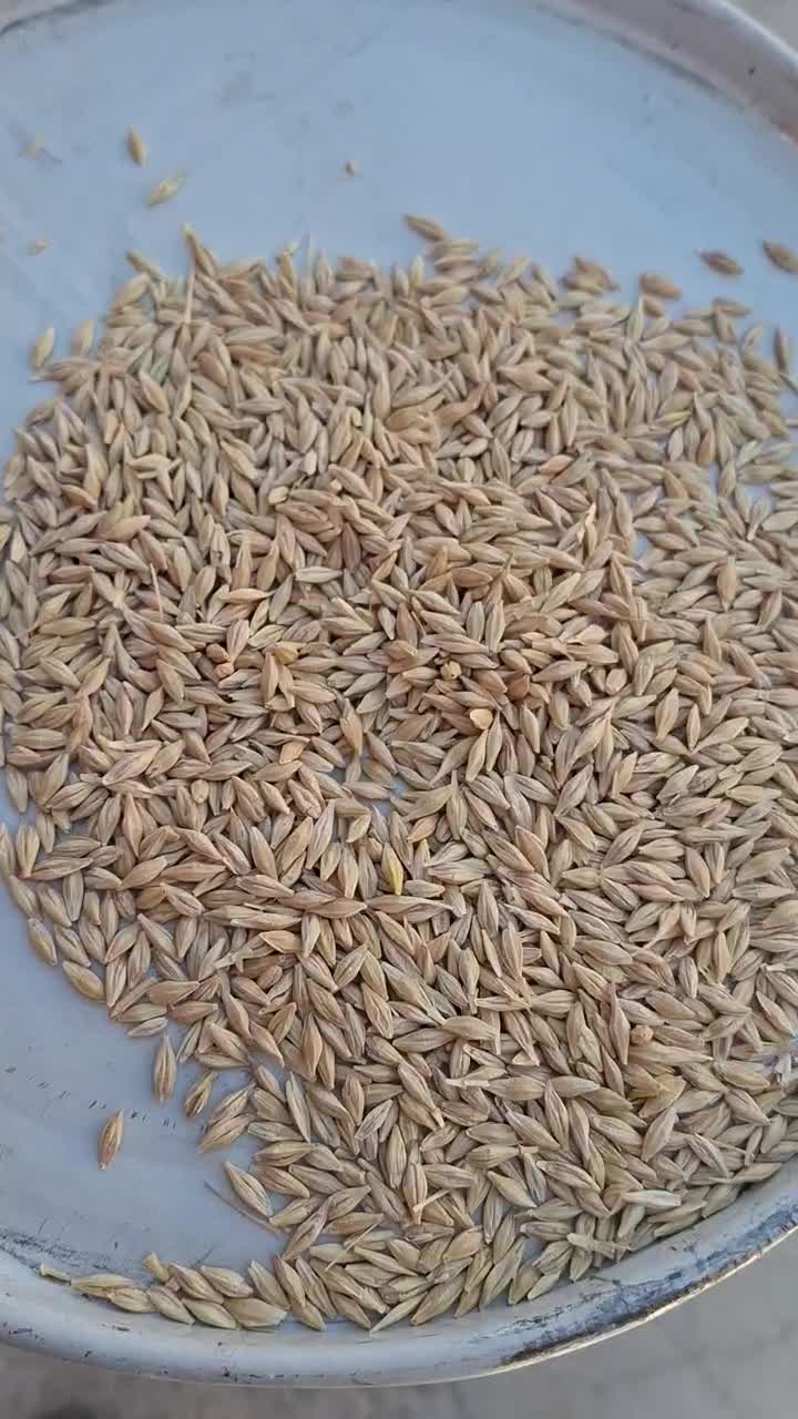 بذر جو آبی مناسب برای کشت ودام|خدمات باغبانی و درختکاری|فلارد, |دیوار