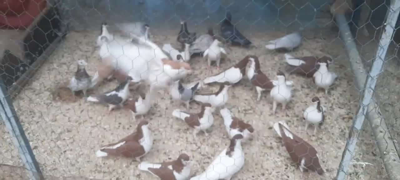 ۳۴عدد کبوتر خوشرنگ|پرنده|اقبالیه, |دیوار