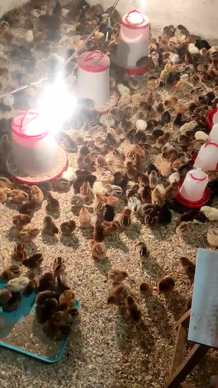 جوجه مرغ رسمی اصلاح شده گلپایگان|حیوانات مزرعه|شهریار, یوسف آباد صیرفی|دیوار