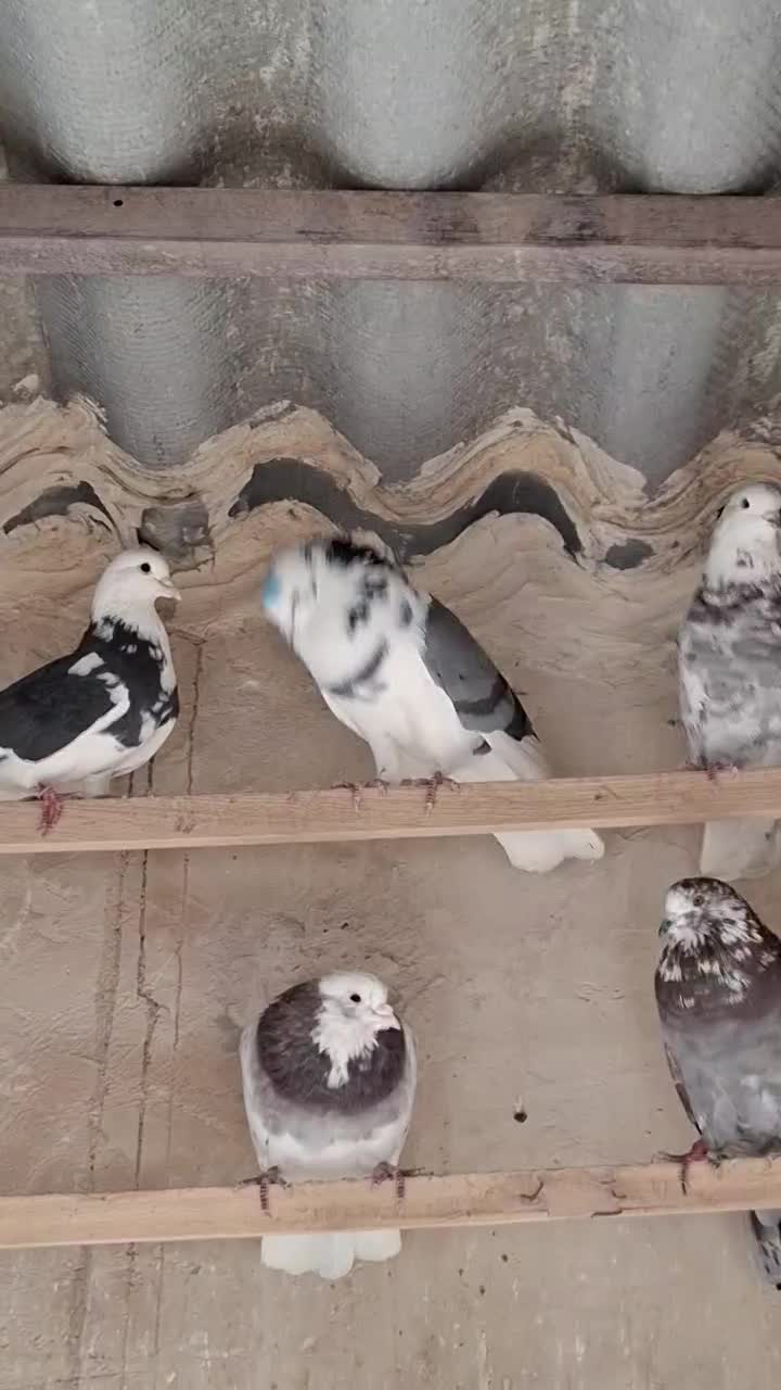 کفتر نر پشت سبز چشم سفید|پرنده|فردیس, داوری|دیوار