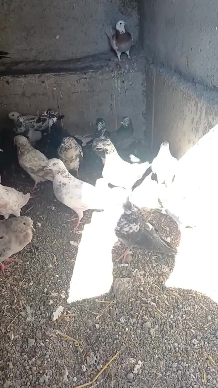 فروش کفتر|پرنده|ویلکیج, |دیوار