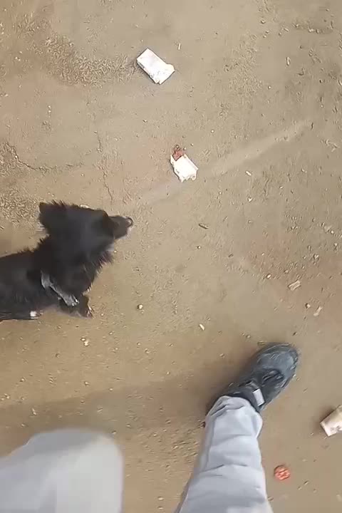 سگ پاپی|سگ|فسا, |دیوار