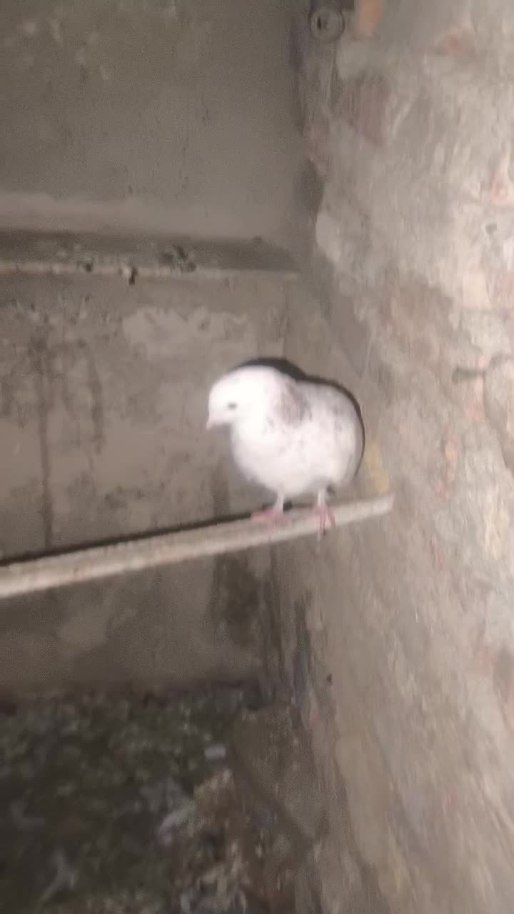 کفتر|پرنده|تهران, مقدم|دیوار