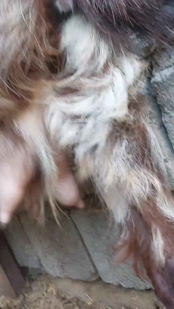 بز آبستن سر مایه|حیوانات مزرعه|جیرفت, |دیوار